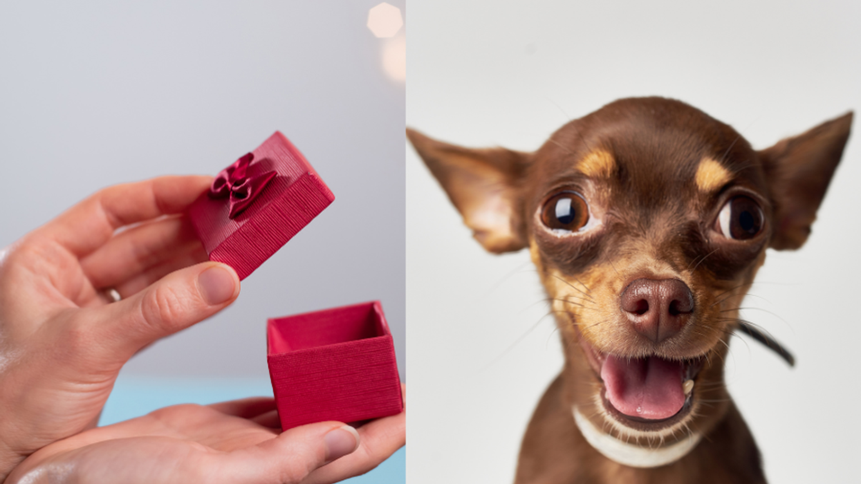Photos of a hand opening a ring box and a small dog