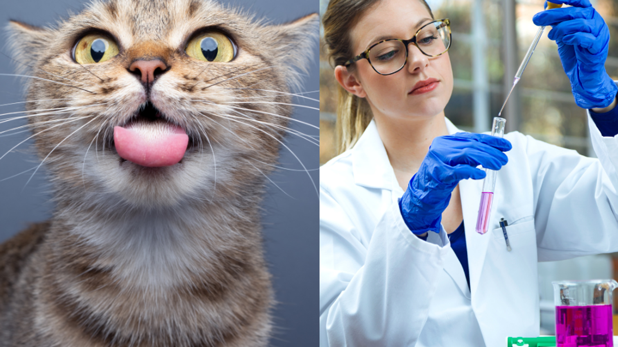 Photos of a silly cat and a scientist