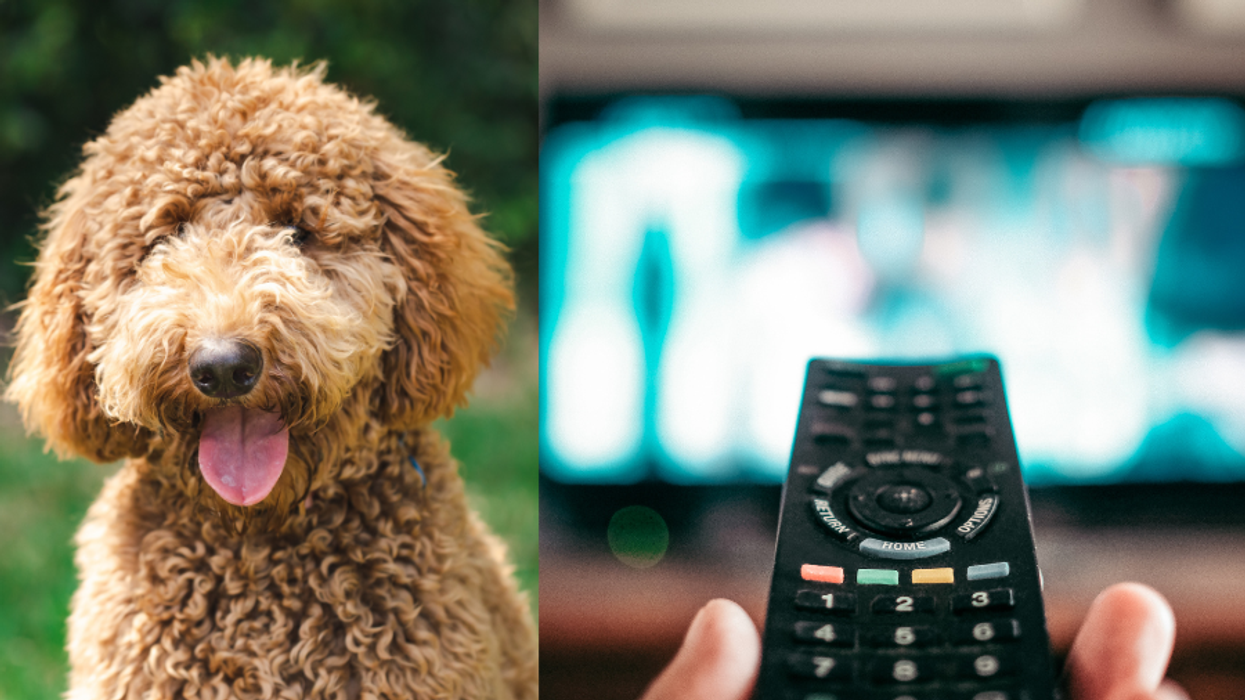 Pictures of a dog and a hand pointing a remote control at a TV