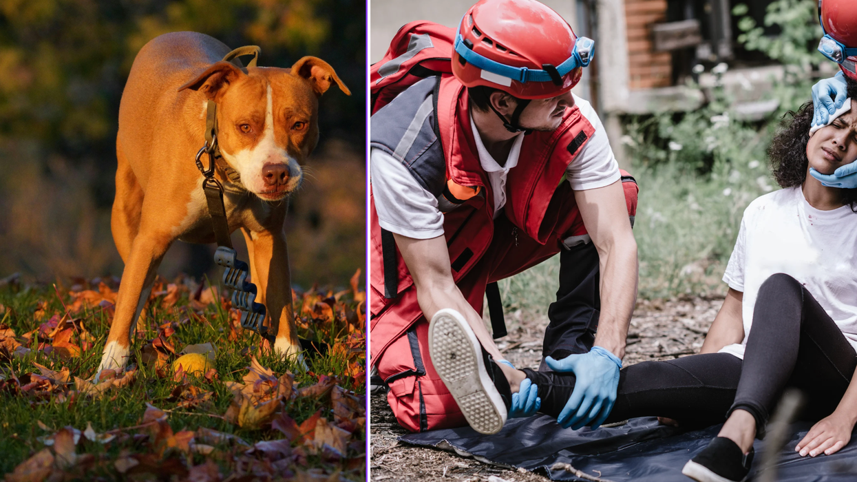 pit bull rescue, hero dog, Gary Thynes, Pittsburgh, WTAE-TV, dog saves owners, animal control, foster dog, good news, canine hero