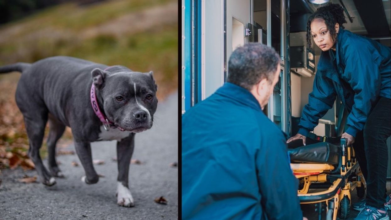 pit bulls, dogs, rescue stories, dog behavior, animal behavior