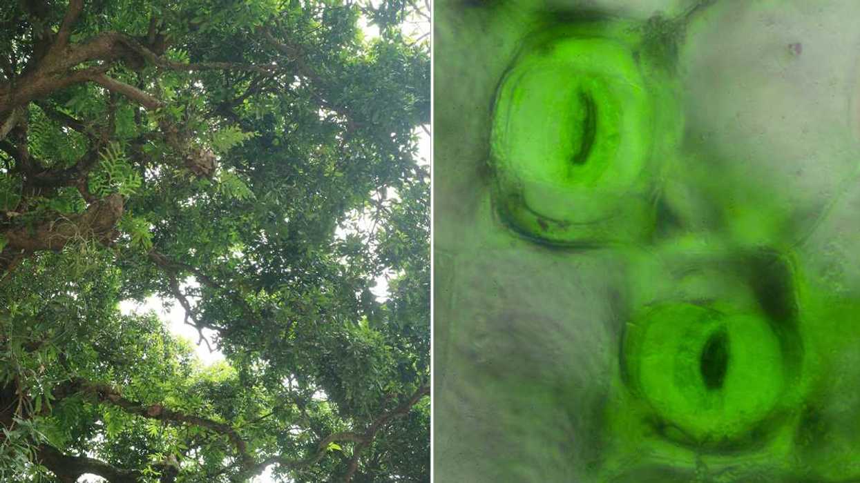 plants, cells, trees, green plants, greenery