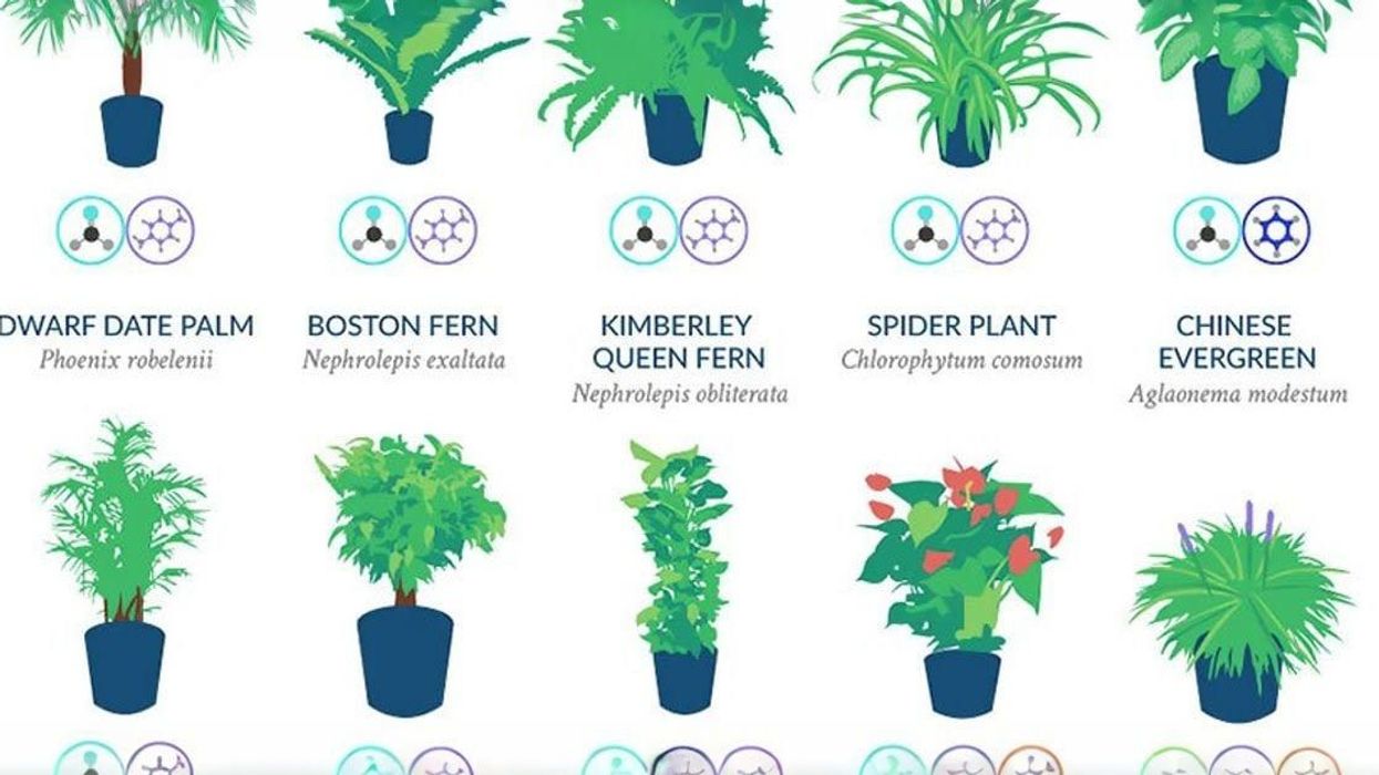 NASA says these 18 plants are the best at naturally filtering the air in your home