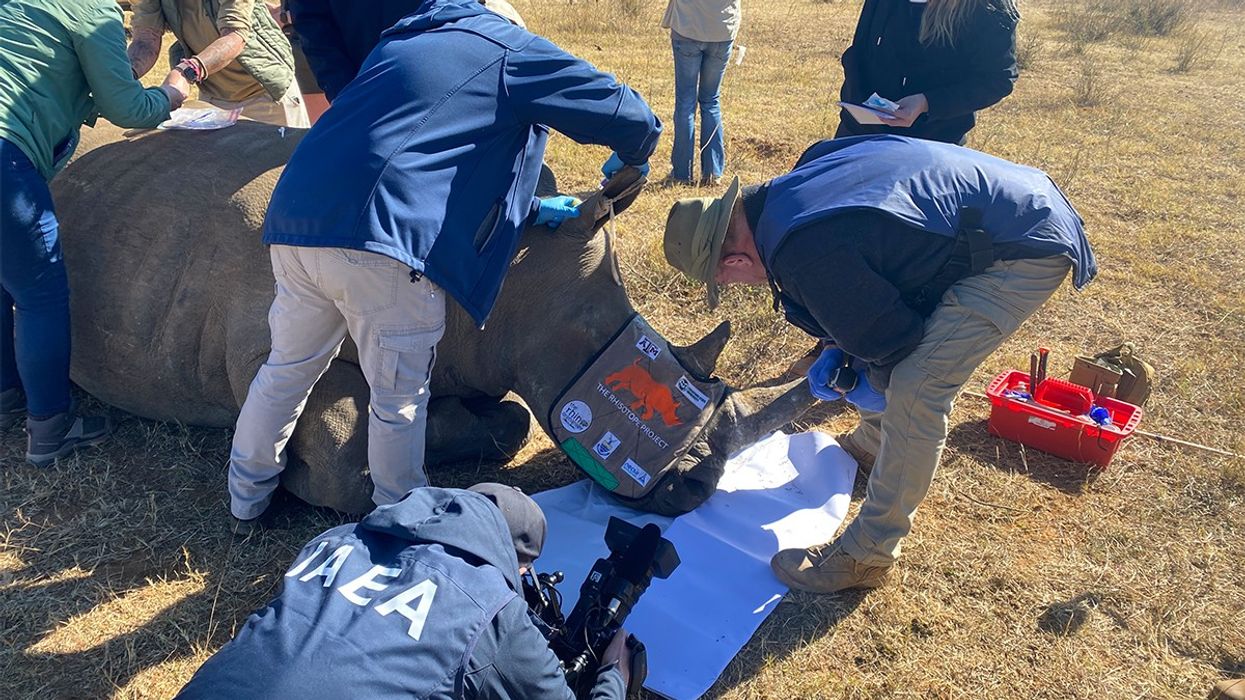 poachers, radioactive isotopes, IAEA, Rhisotope Project, endangered species, rhino, rhinoceross