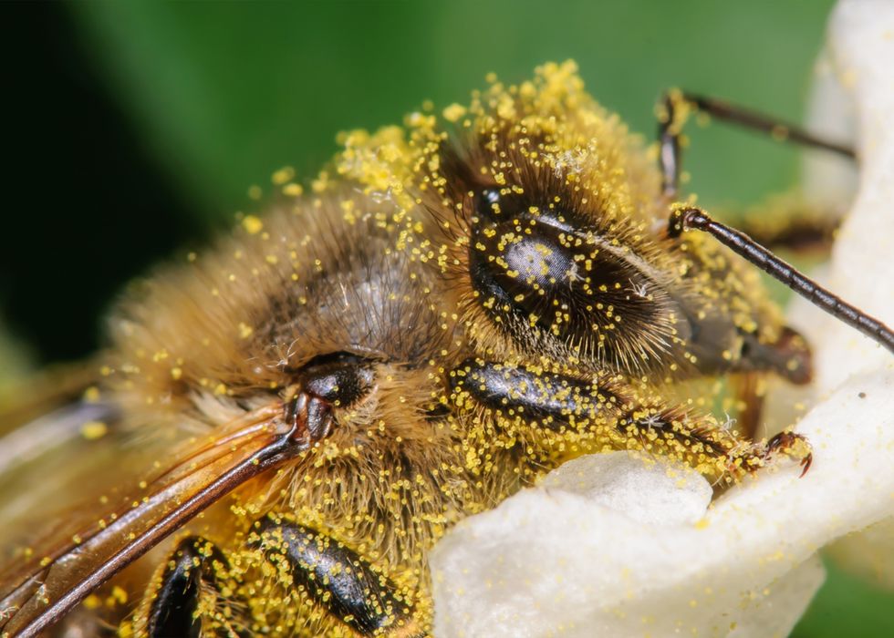 pollen, honeybee, flowers, environment, food, agriculture, pollination