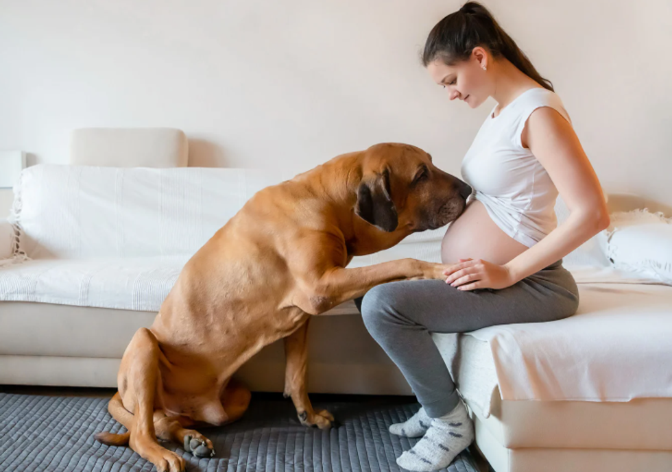 pregnancy detecting dogs, wife internet mystery, protective pet, strange illness, husband looking for help