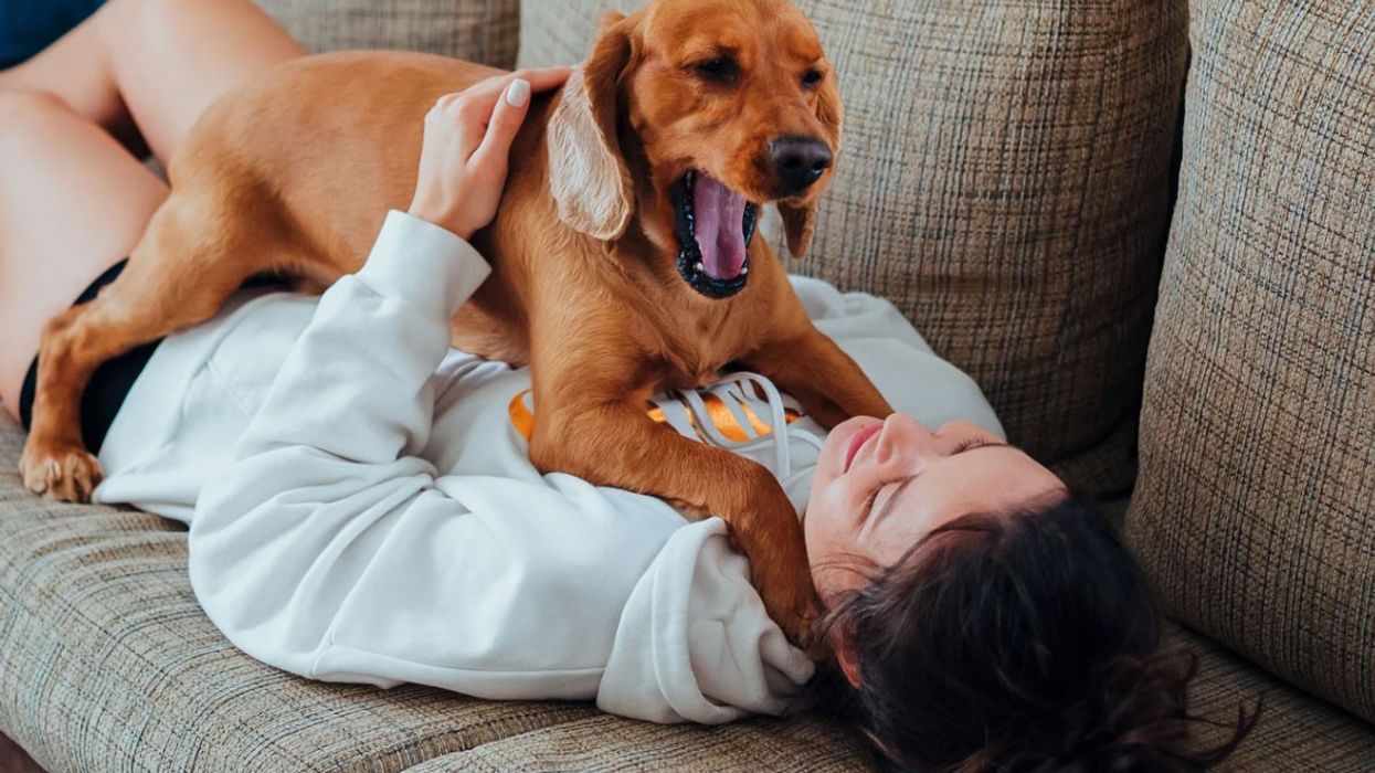 pregnancy signs, dogs and pregnancy, pitbull behavior, pet intuition, dog overprotection, Reddit stories, viral Reddit, dog instincts, canine emotions, dog owner tips, dog loyalty, animal behavior, dog attachment, early pregnancy, hormonal changes, Jeff Werber, Health.com expert, vet insights, emotional support dogs, pet parenting