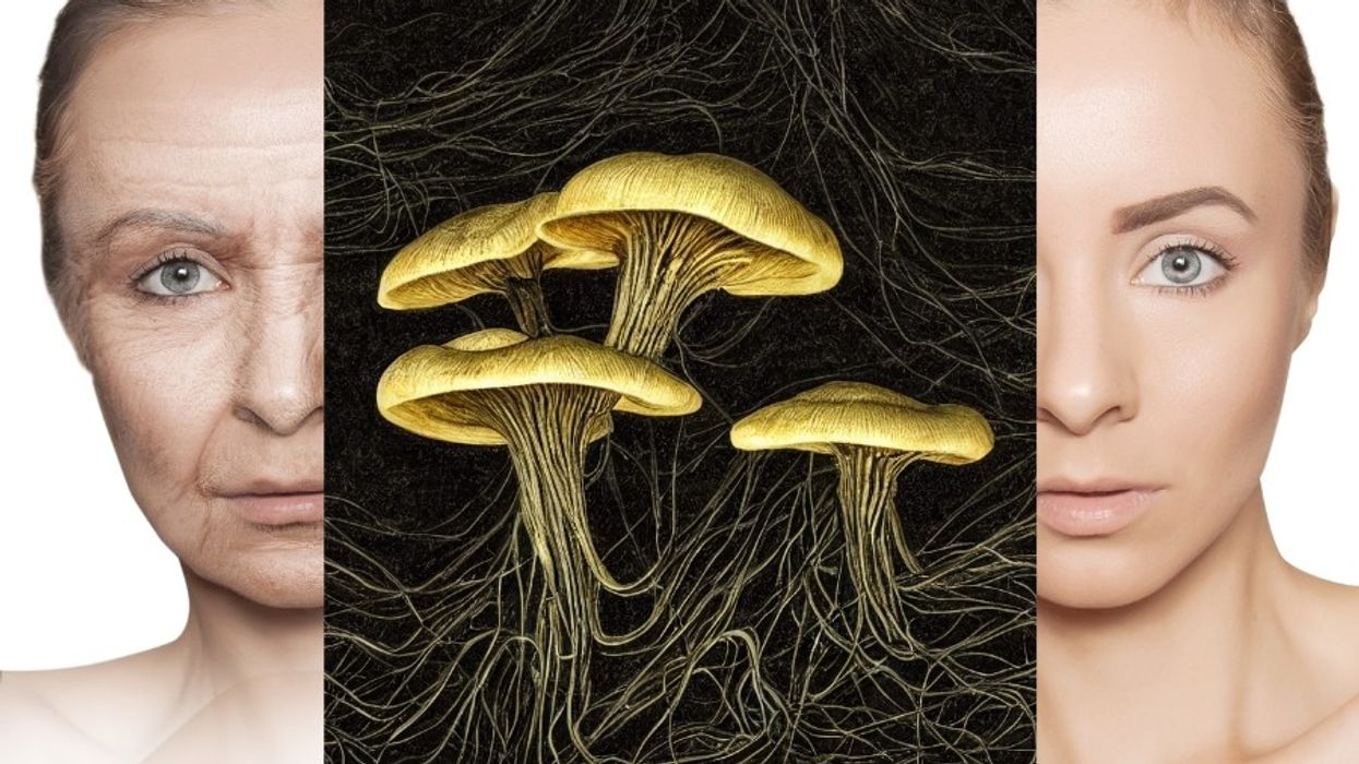 psychedelics, mushrooms, psilocybin, medical research, scientific study