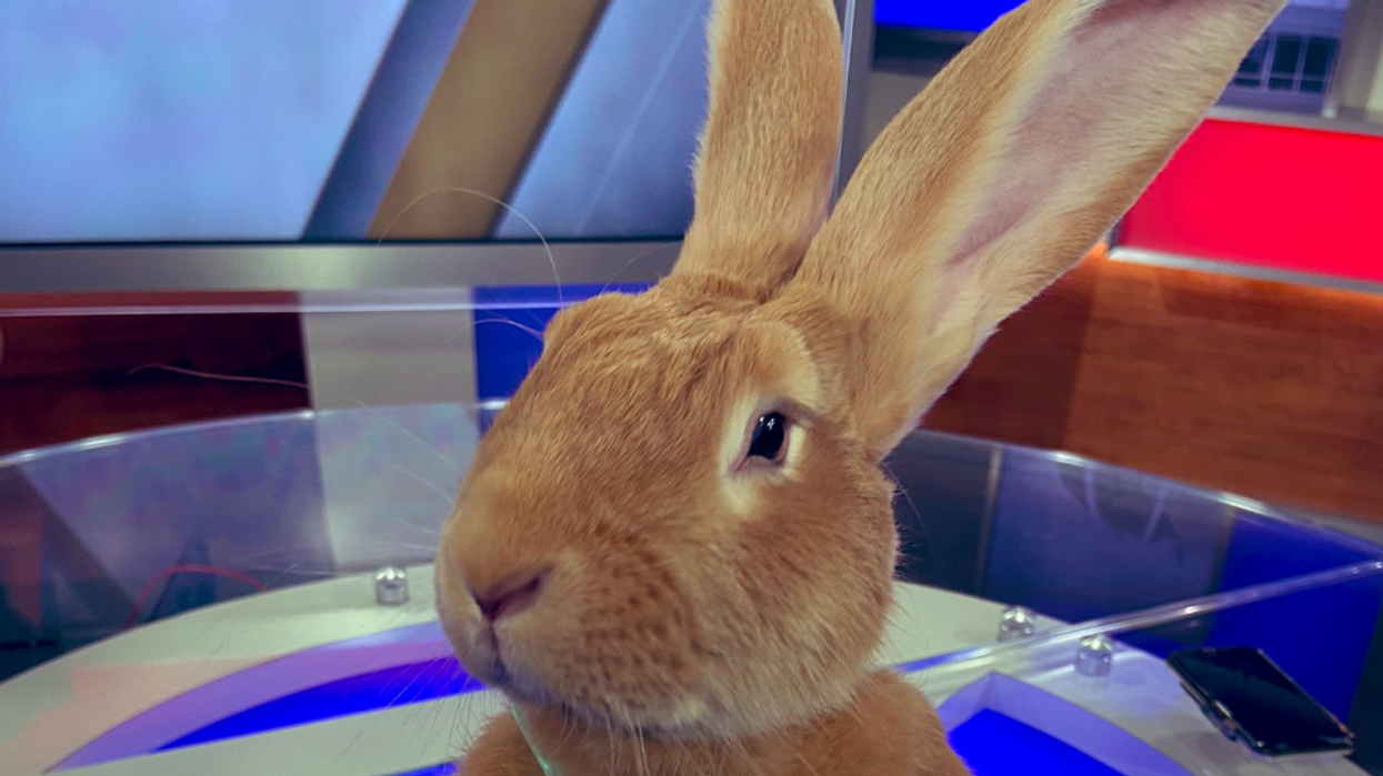 Alex the Great is a 28-pound Flemish Giant therapy rabbit. - GOOD