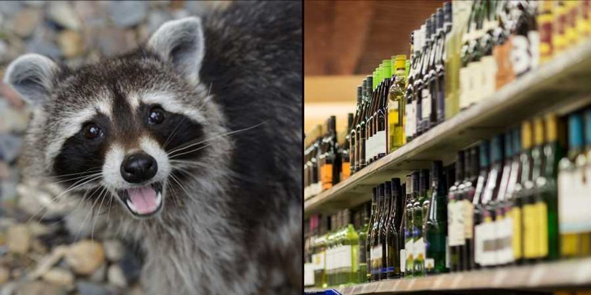 Animal control helps 'drunk' raccoon that rampaged through liquor store and passed out in bathroom
