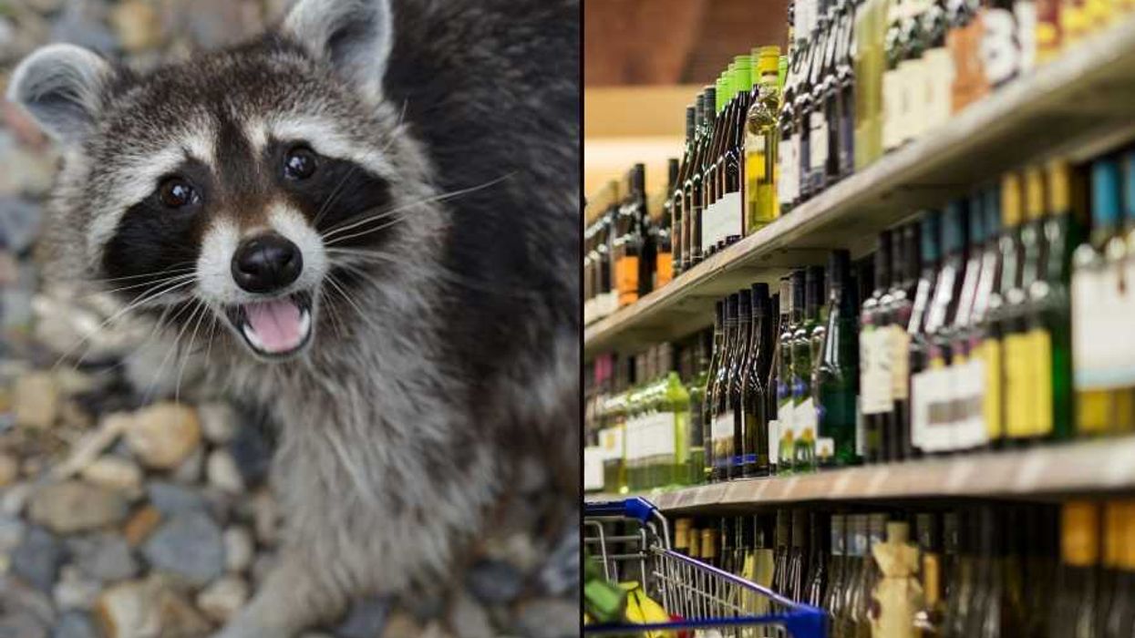 raccoons, drunk raccoon, liquor store, animal stories, wildlife