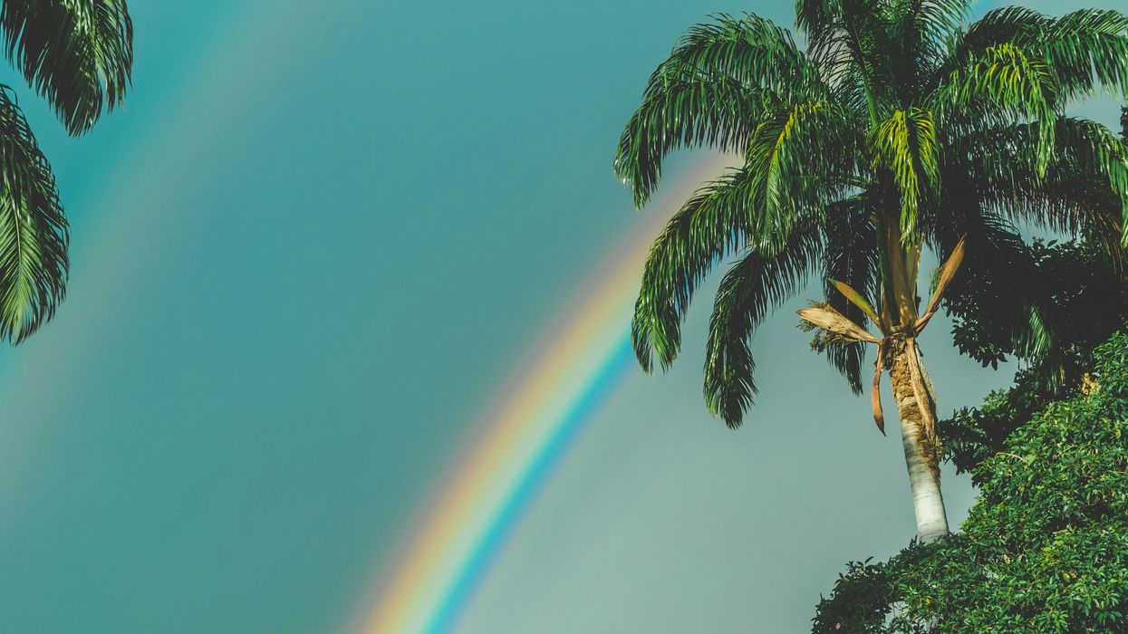 rainbow over palm trees