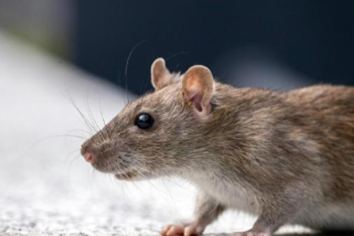 rats, Alzheimer's disease, science, University of St. Andrew.s