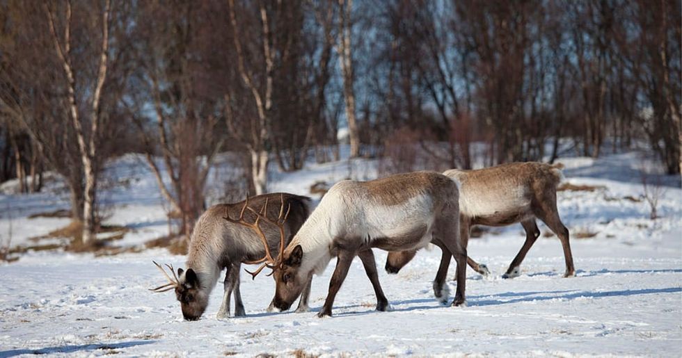 Representational Image Source :  Reindeer herd grazing in the snow in arctic landscape at Kval++ysletta, Kvaloya Island, Tromso in Arctic Circle Northern Norway (Photo by Tim Graham/Getty Images)