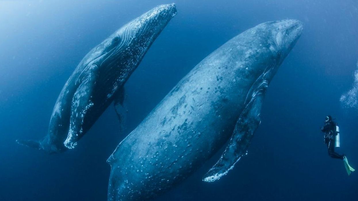 Scientists astounded as two whales 60 miles apart started synchronizing their every move