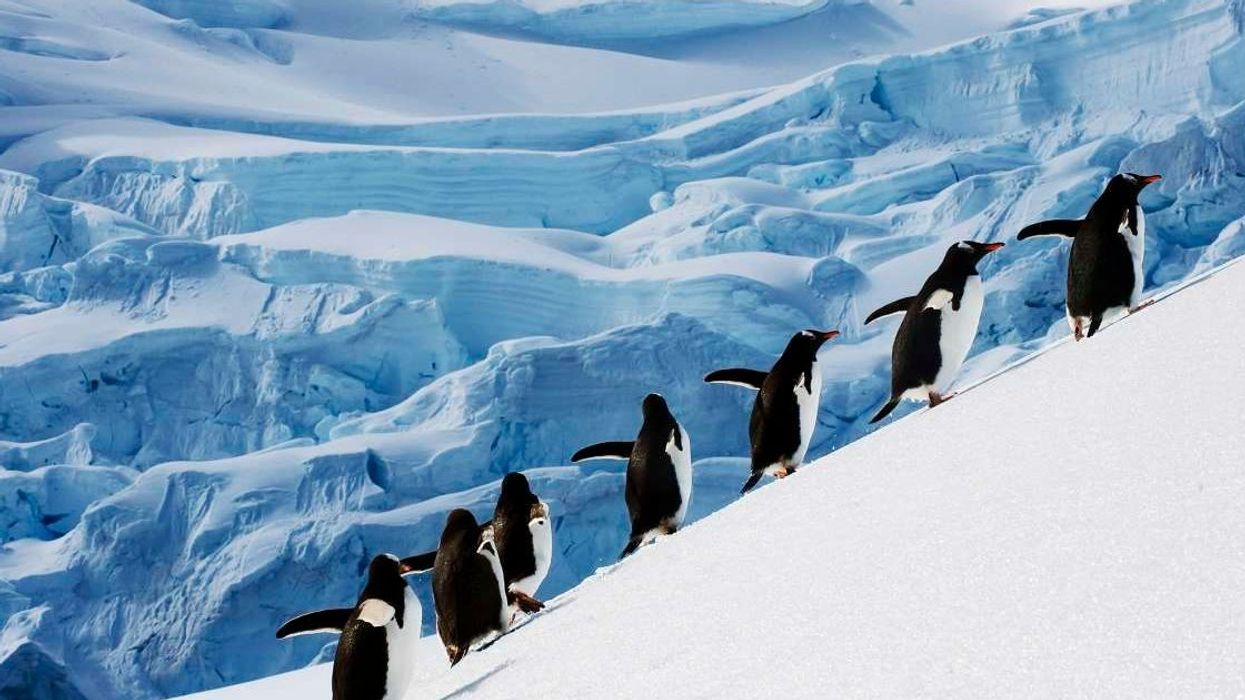 BBC crew reveals why they were forced to break 'no intervention' rule to help penguins