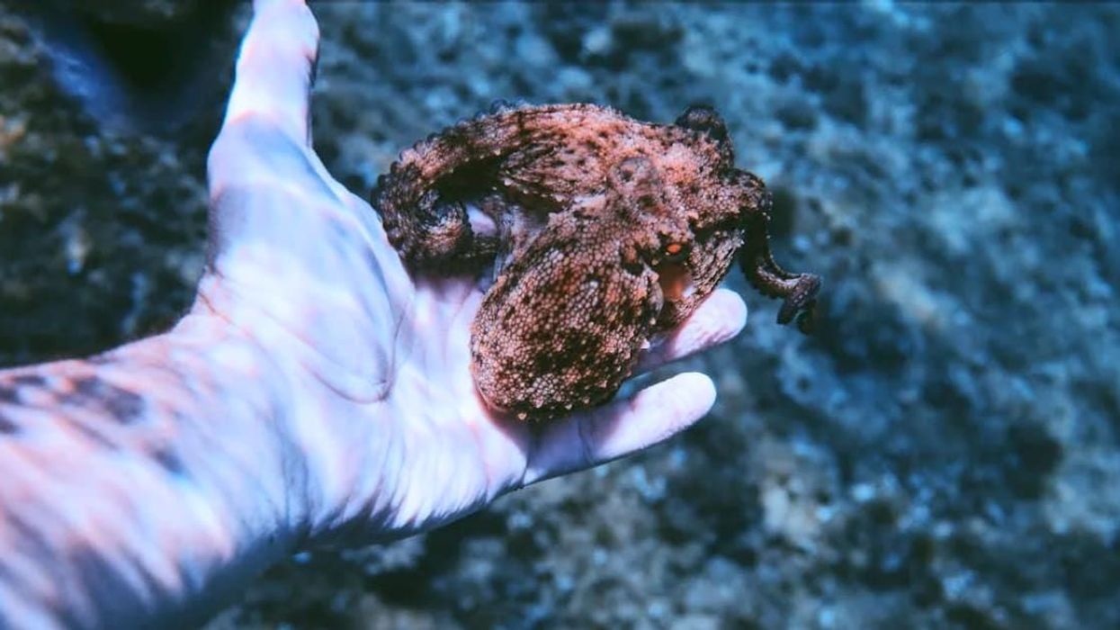 Diver’s magical 'date' with octopus leads to the discovery of a 'mysterious' underwater shrine