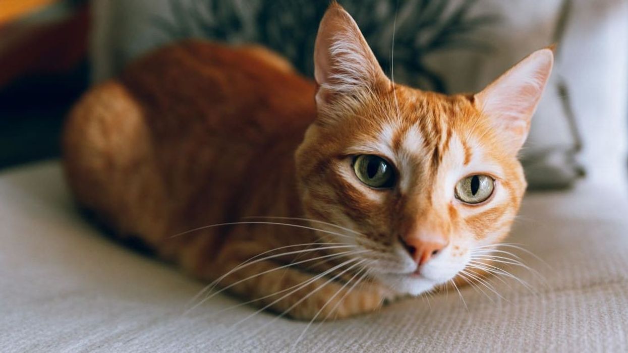 The Airbnb cat who proudly serves as an Appalachian Trail guide for guests