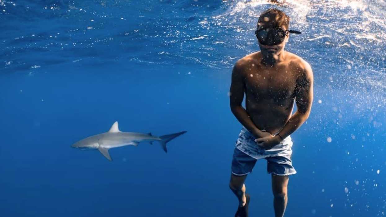 Man tests if sharks can smell a drop of blood from a mile away, the result is surprising