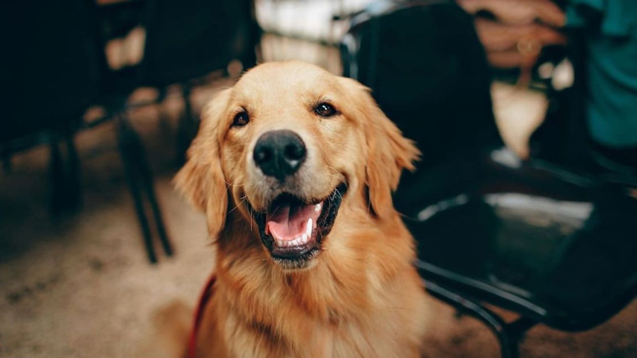 Mom comes up with ingenious plan to find out if her husband and kids are ready to adopt a dog