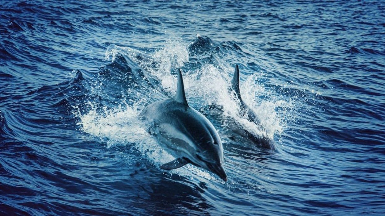 Dolphins on opposite sides of New Zealand have local accents, says study