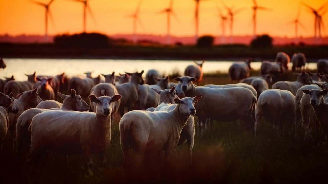 Bizarre video shows hundreds of sheep walking continuously in a circle for over 12 days