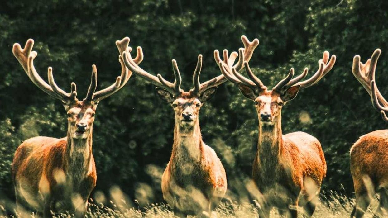 Bizzare drone video catches reindeer walking in a hypnotic circle continuously