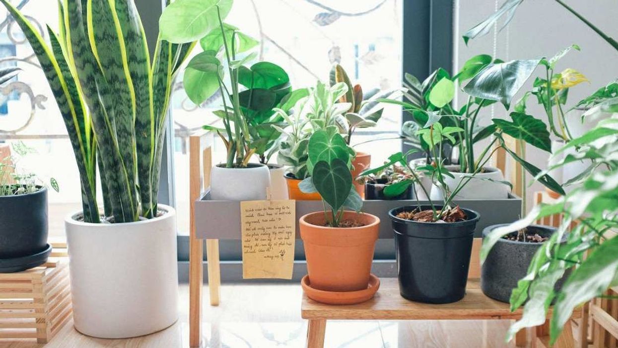 Woman's smart hack for watering plants is so simple yet brilliant