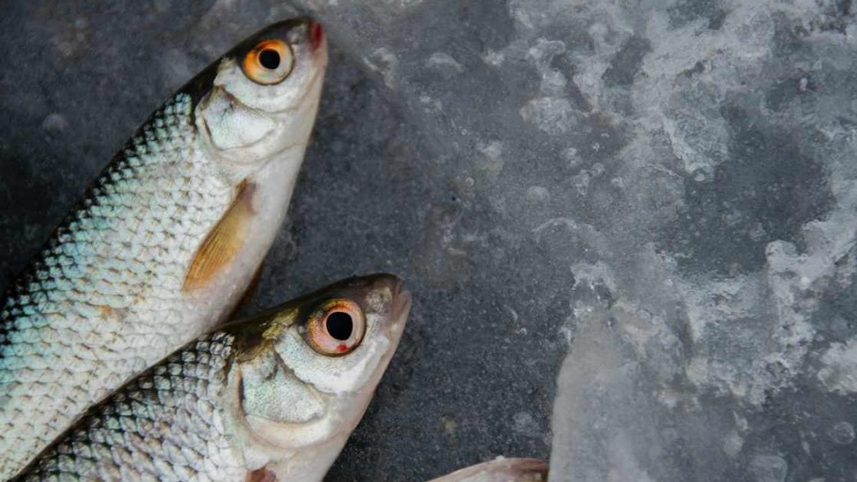 Bizarre video shows fish falling from the sky in this small town