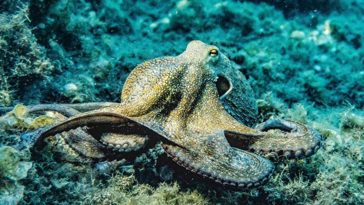 Incredible clip showing octopus communicating with scientist is just 'magical'