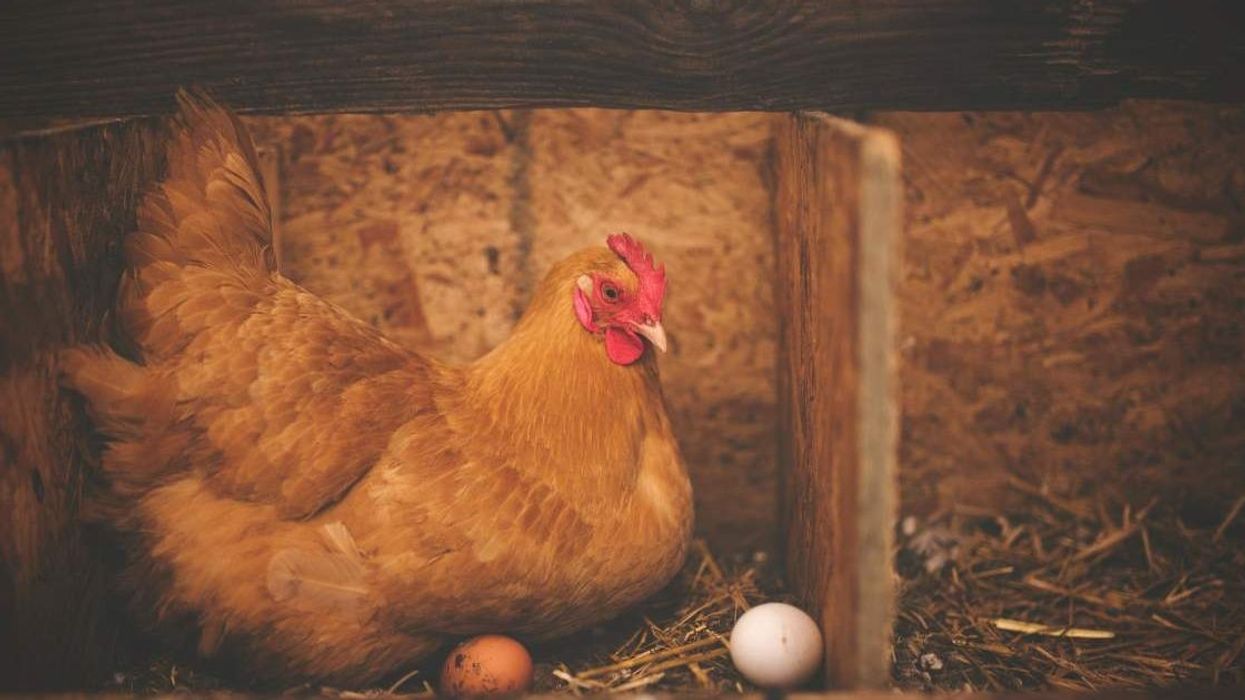 What came first, the chicken or the egg? Experts finally settle the age-old debate.