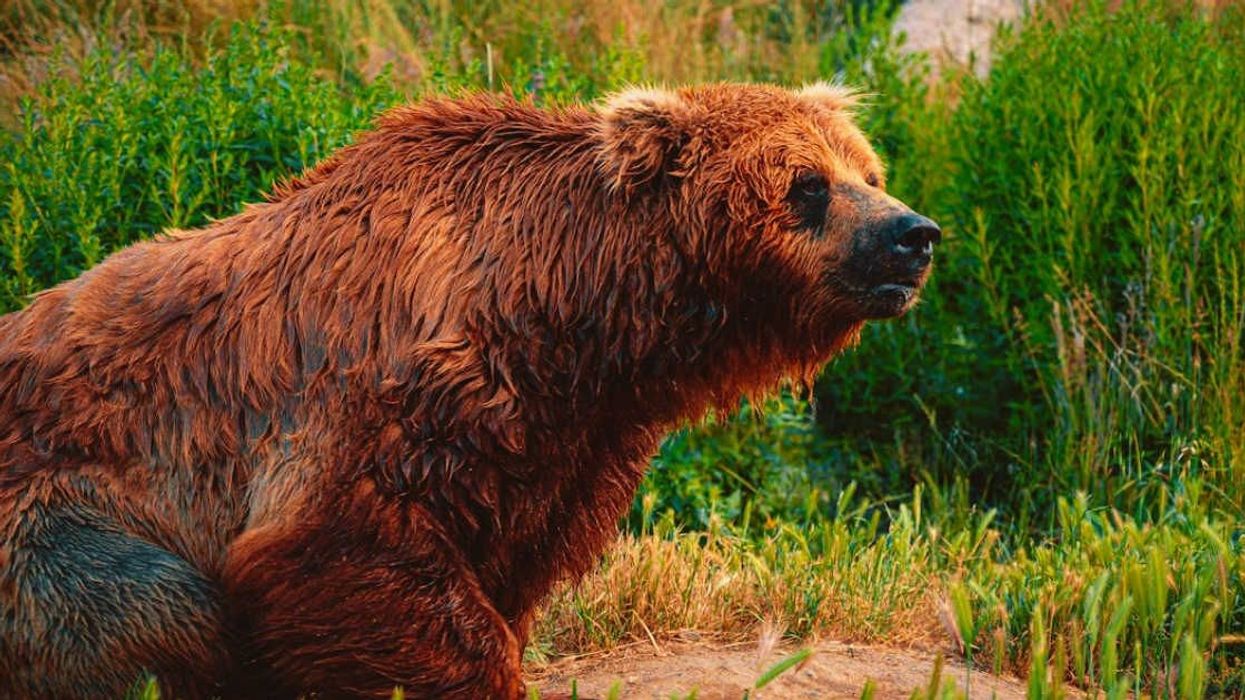 Bears kept stealing honey from beekeeper's farm, he used it to his advantage