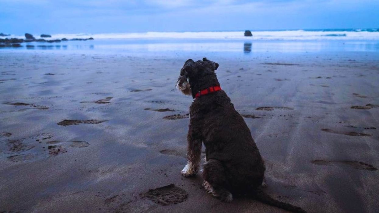 Lost dog waited for his family at the beach for 2 weeks in pouring rain. Then a miracle happened