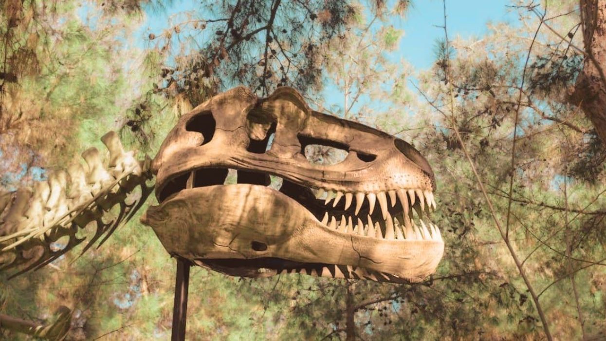 Man who found 70 million-year-old dinosaur skeleton in forest reveals why he kept it a secret for 2 years