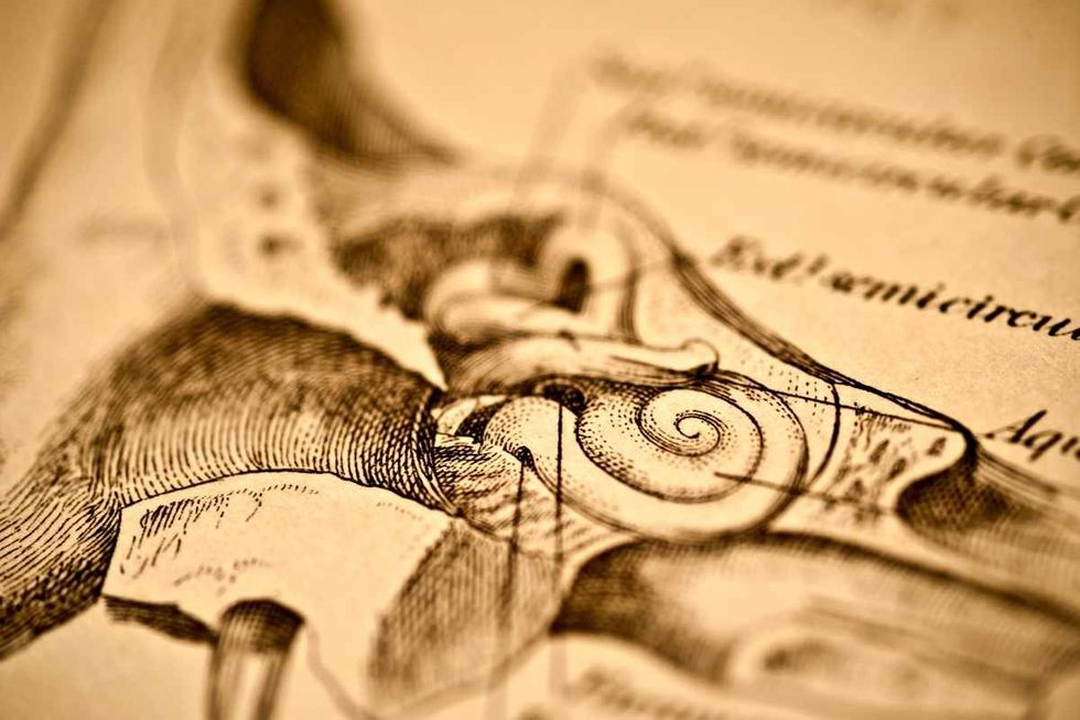 Representative Image Source: A medical lithograph from 'A System of Human Anatomy, illustrates the anatomy of the human ear, 1883. (Photo by VintageMedStock/Getty Images)