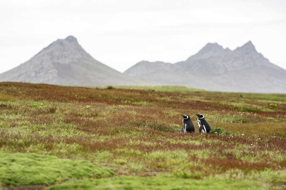 Representative Image Source: A pair of Magellanic Penguins shown on a red and green field with mountains in the distance. (Getty Images)
