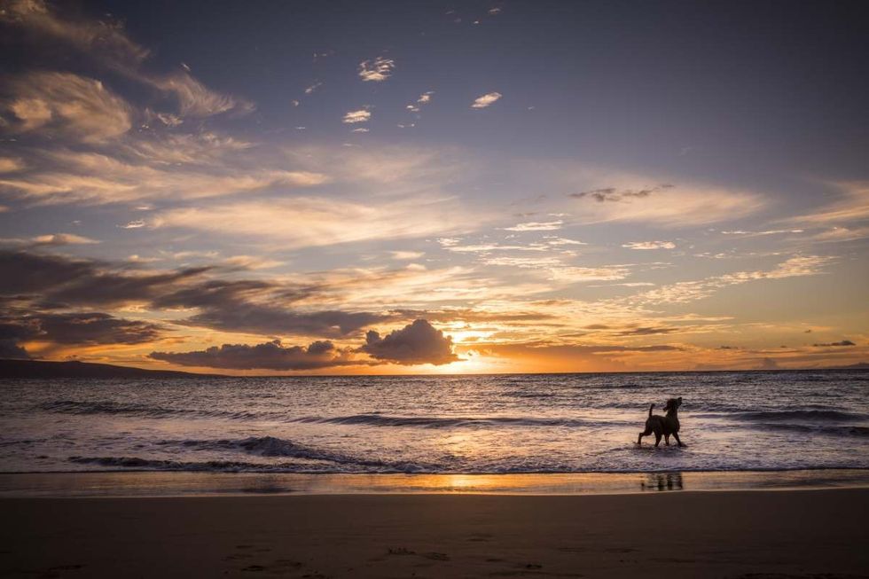 Representative Image Source: Dog in ocean close to a beach during sunset in Hawaii. (Getty Images)