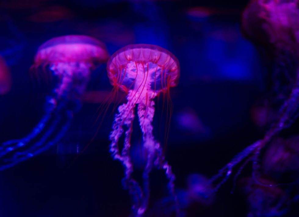 Representative Image Source: Jellyfish stick photo (Getty Images)