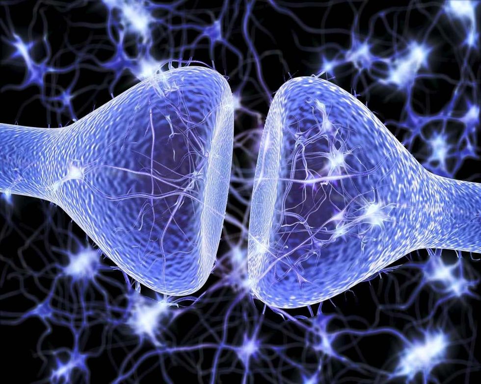Representative Image Source: Nerve synapse. Computer artwork of a junction, or synapse, between two nerve cells (neurons, blue). (Getty Images)