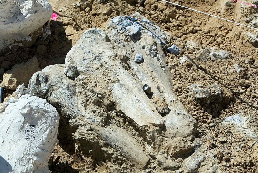 Representative Image Source: Paleontologist digs up a fossilized mammoth skeleton from the Ice Age. The skeleton is 50-70% complete with 6-7 foot long tusks and is estimated to be 400,000 to 1.8 million years old. (Ted Soqui/Corbis via Getty Images)