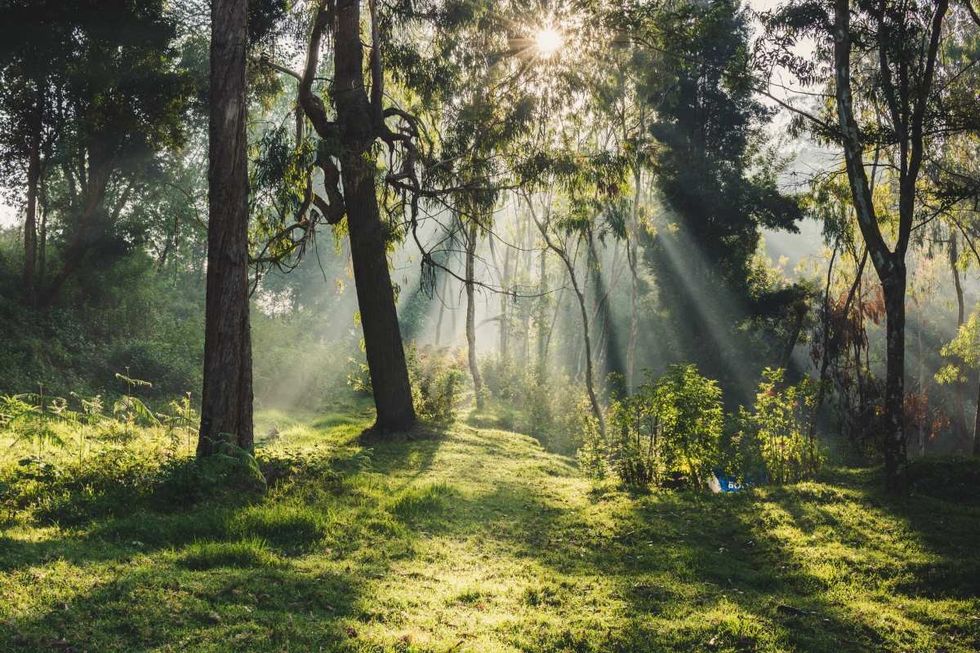 Representative Image Source: Patch Of Sunlight In A Wood (Getty Images)