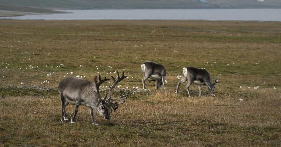 Representative Image Source: Svalbard reindeer graze during a summer heat wave on Svalbard archipelago on July 29, 2020 near Longyearbyen, Norway. (Photo by Sean Gallup/Getty Images)