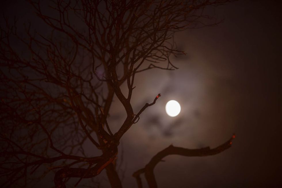 Representative Image Source:  The moon shines behind the glowing remains of a burned bush at the La Tuna Fire near Burbank, California. (Photo by David McNew/Getty Images)