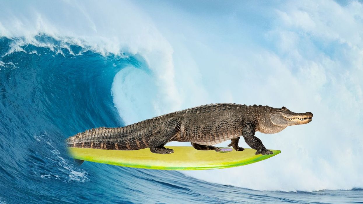 saltwater crocodile, ocean travel, tidal currents, surfing, migration, apex predator, swimmers