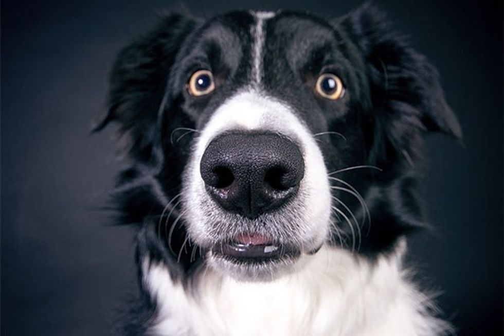 science of dogs, dog reactions, dog communication, pet science