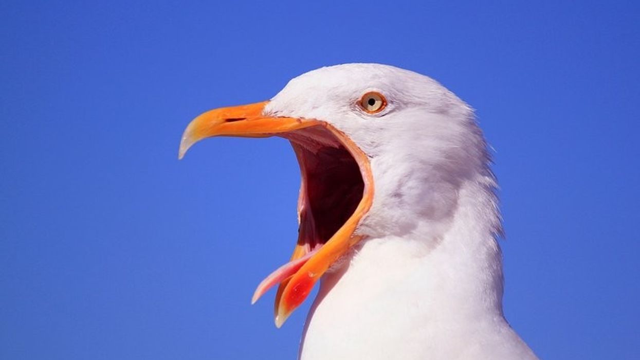 seagull, screeching, competition, europe, birds