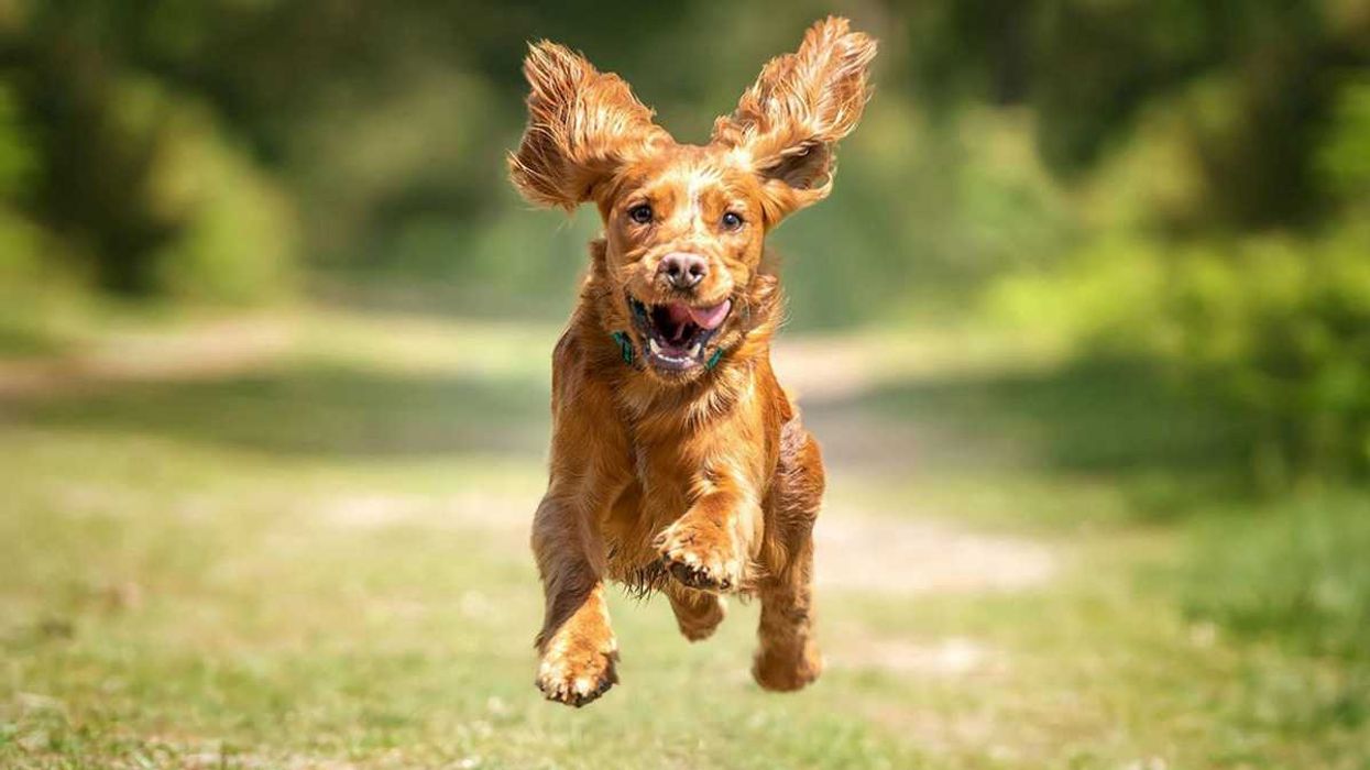 senior citizens, older people, problem solving, pampering, rescue dog, smiles, independence