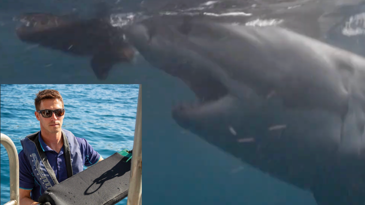 shark attacks, shark protection, scuba diving, invention, discovery