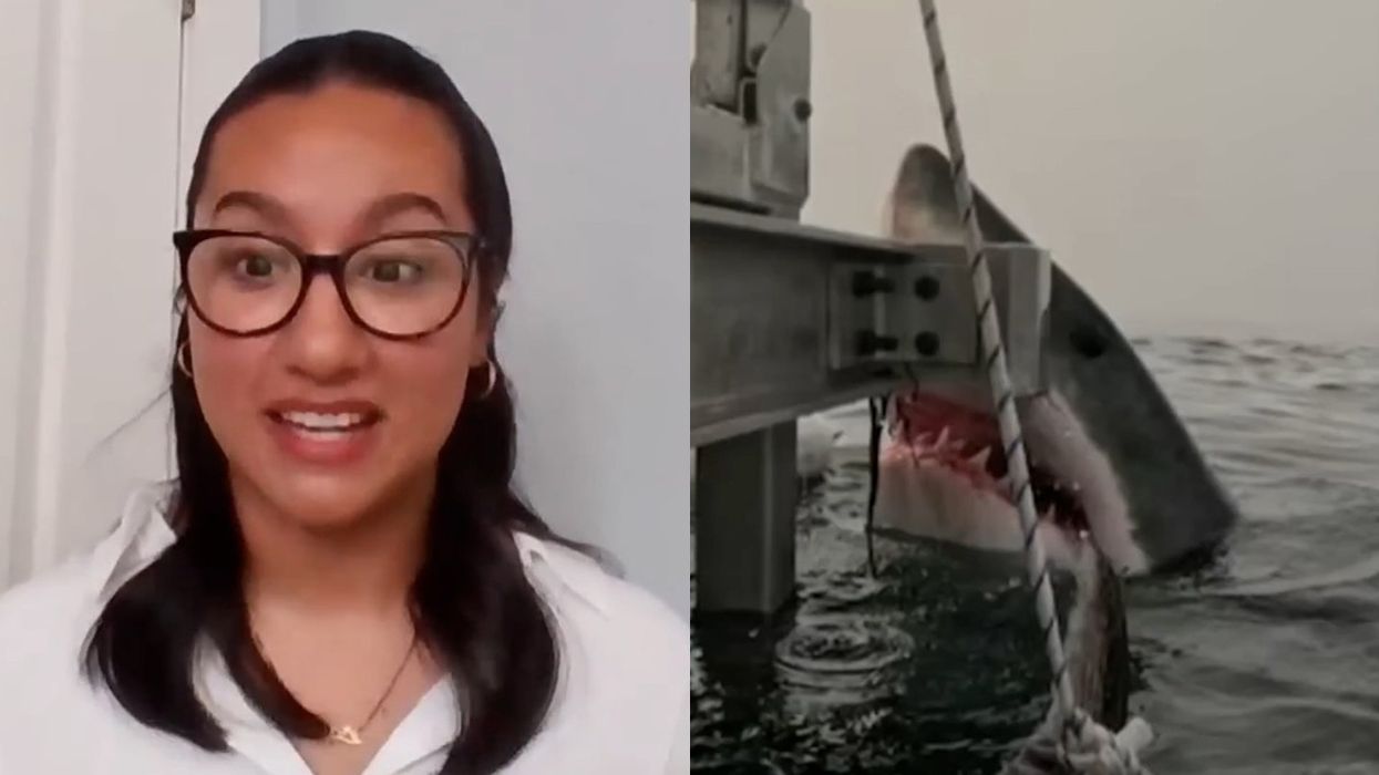shark encounters, great white, great white shark, researchers, marine biology, student, Canada, Halifax