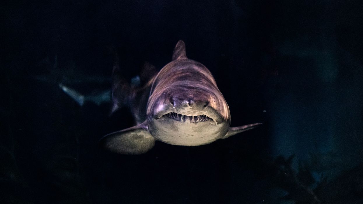 shark, gray shark, sharks, sea creature, ocean, communication